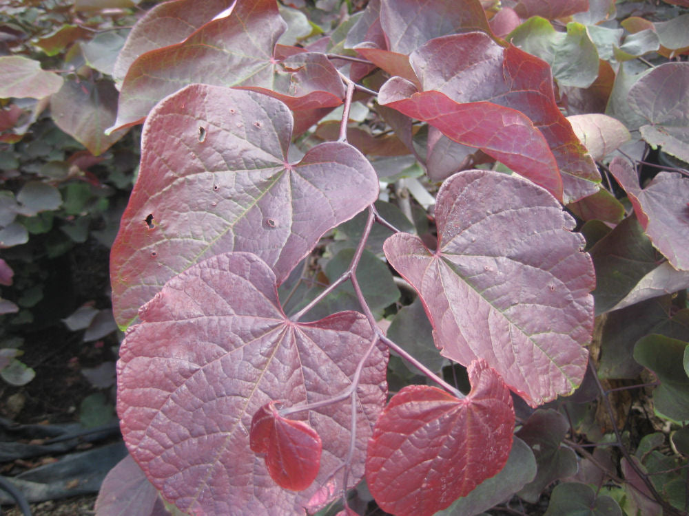 Forest Pansy Redbud (Cercis canadensis 'Forest Pansy') - 3 gallon 36"