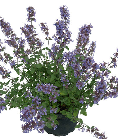 Cat’s Meow Catmint (Nepeta F 'Cats Meow') - QT