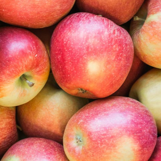 Braeburn Apple (Malus 'Fruit Braeburn') - 2 gallon 36"