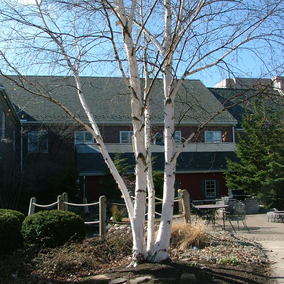 Avalanche™ Birch (Betula x 'Avalanche') - 3 gallon