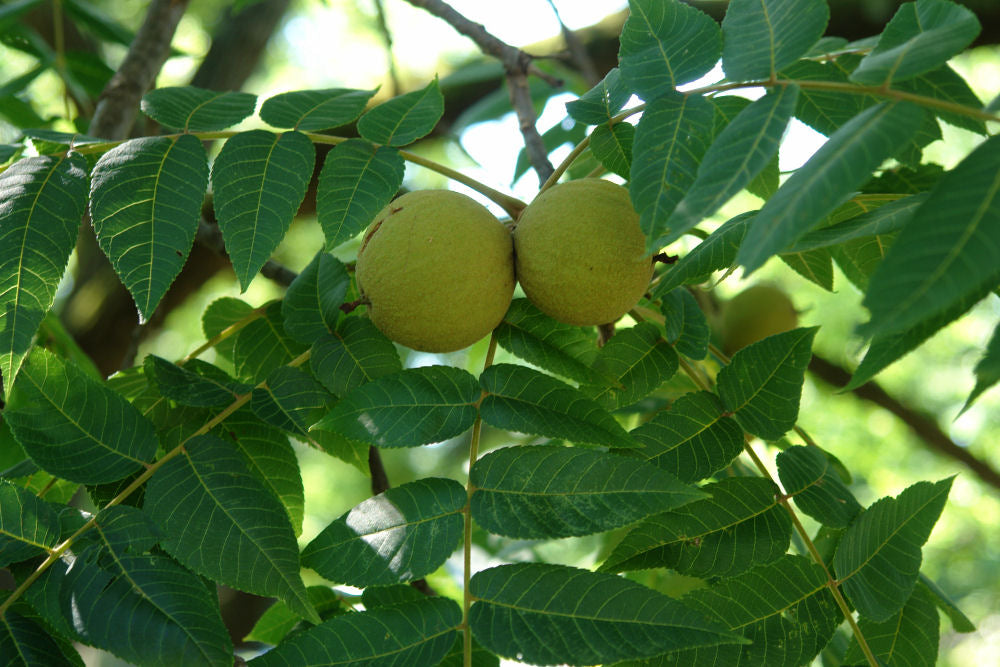 Black Walnut (Juglans nigra) - 1 gallon 18" WHIP