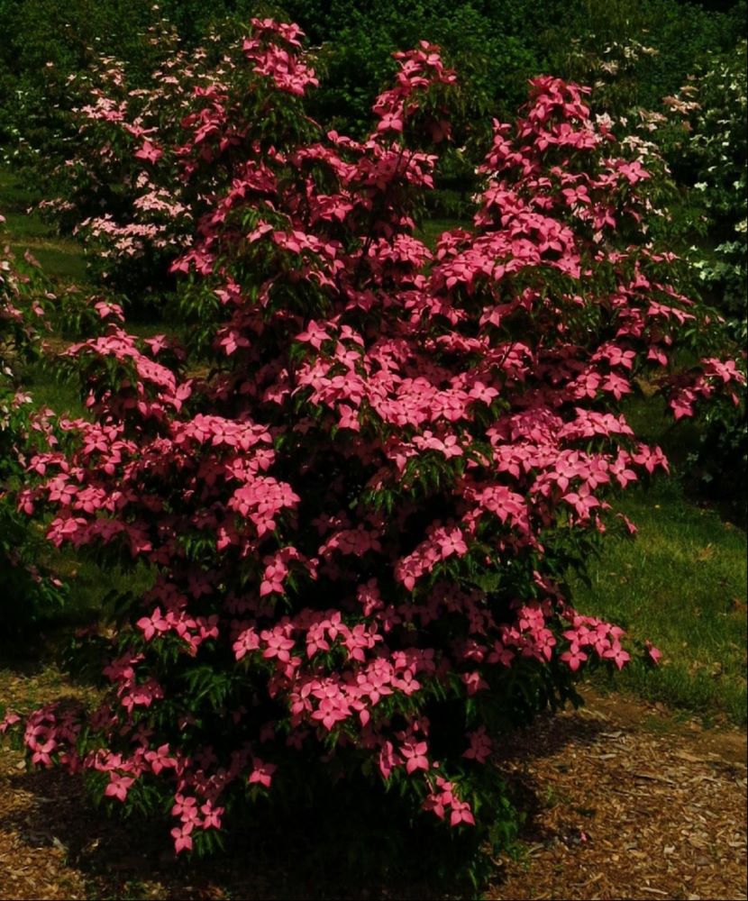 Scarlet Fire™ Chinese Dogwood (Cornus kousa 'Hanros') - 2 gallon 3-4' TREE