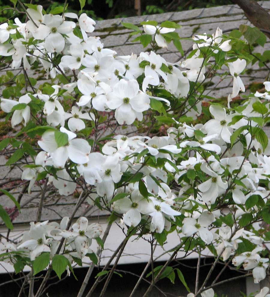 Cherokee Princess Flowering Dogwood (Cornus florida 'Cherokee Princess') - 1 gallon 3-4' TREE
