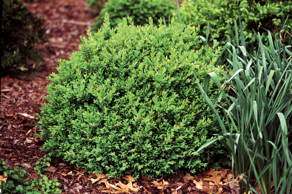 Proven Winners® Color Choice® North Star™ Boxwood (Buxus sempervirens 'Katerberg') - QT