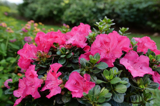 Perfecto Mundo Epic Pink® Azalea (AZALEA PERFECTO MUNDO EPIC PINK) - QT