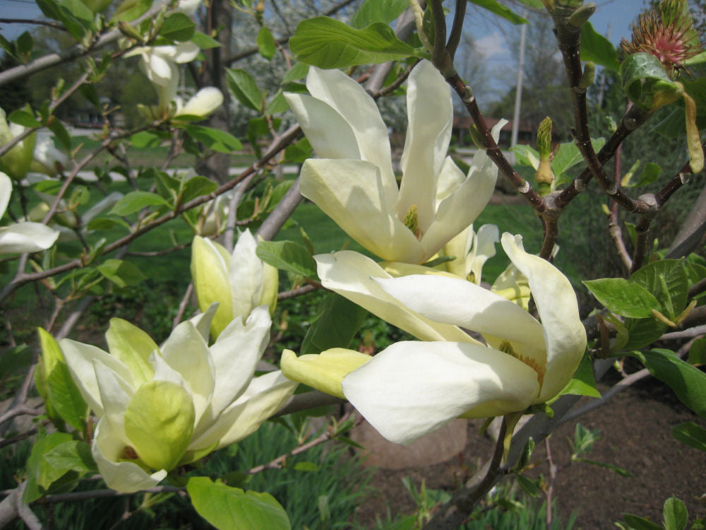 Butterflies Magnolia (Magnolia x 'Butterflies') - 1 gallon 6' TREE