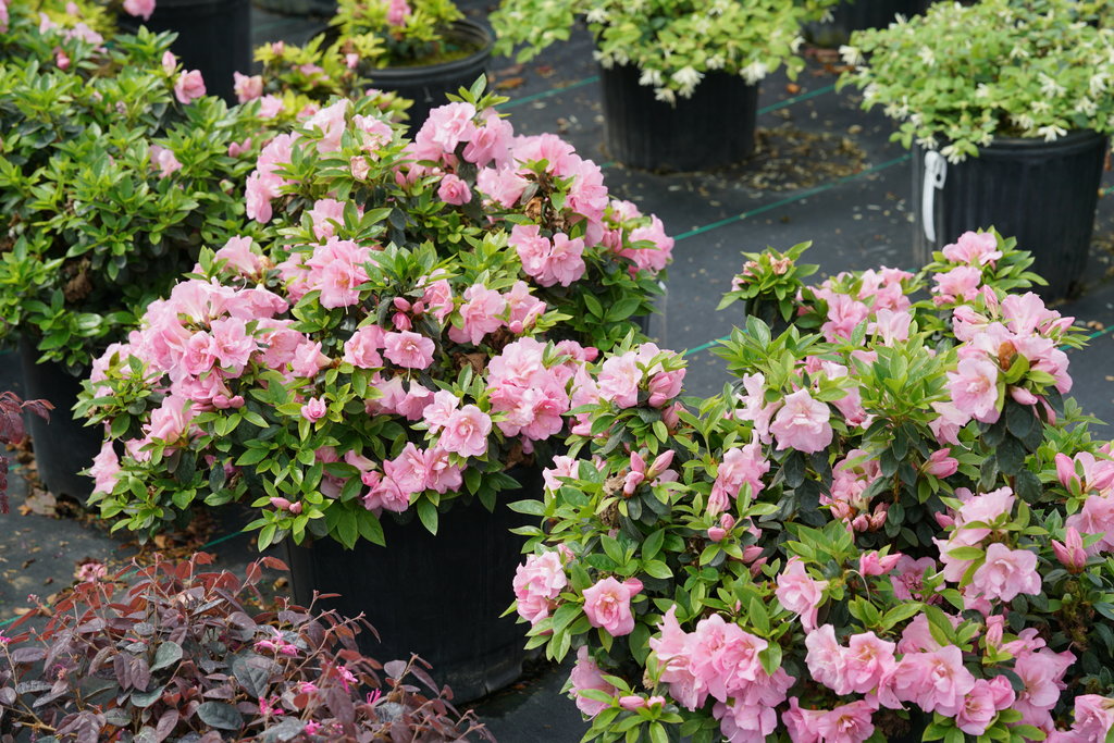 Perfecto Mundo® Double Pink Reblooming Azalea (Azalea 'Perfecto Mundo Dbl Pink') - QT