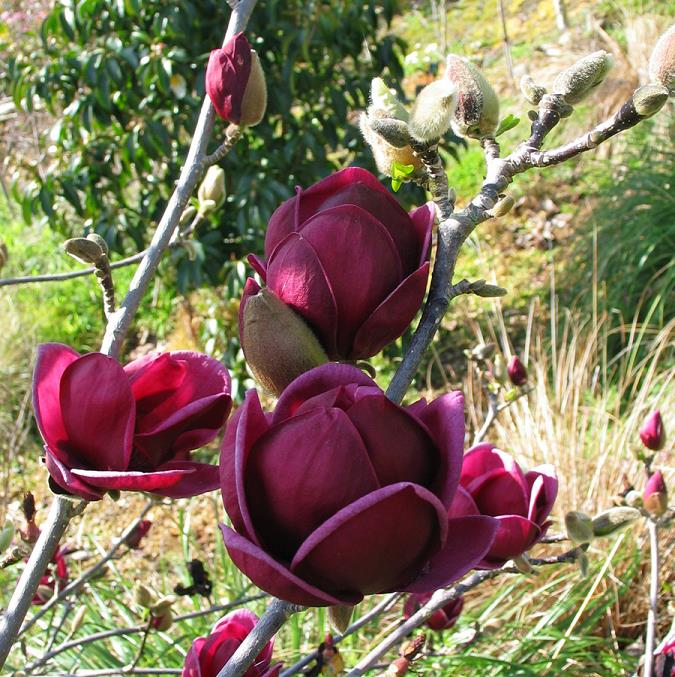 Genie Magnolia (Magnolia x 'Genie') - 1 gallon 6'' TREE