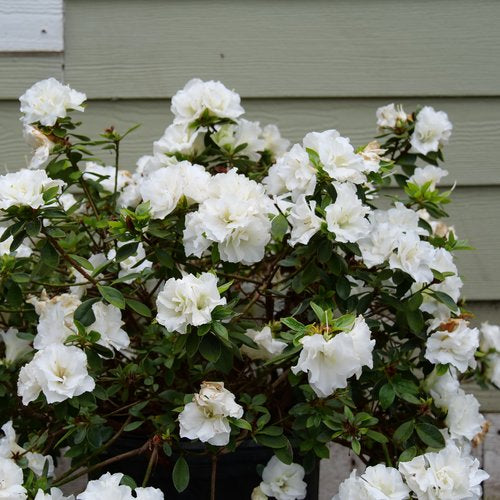 Perfecto Mundo® Double White Reblooming Azalea (Azalea 'Perfecto Mundo Dbl White') - QT