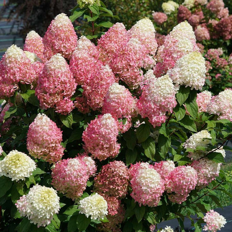 Quick Fire Fab® Panicle Hydrangea (Hydrangea 'P Quick Fire Fab') - 1 gallon