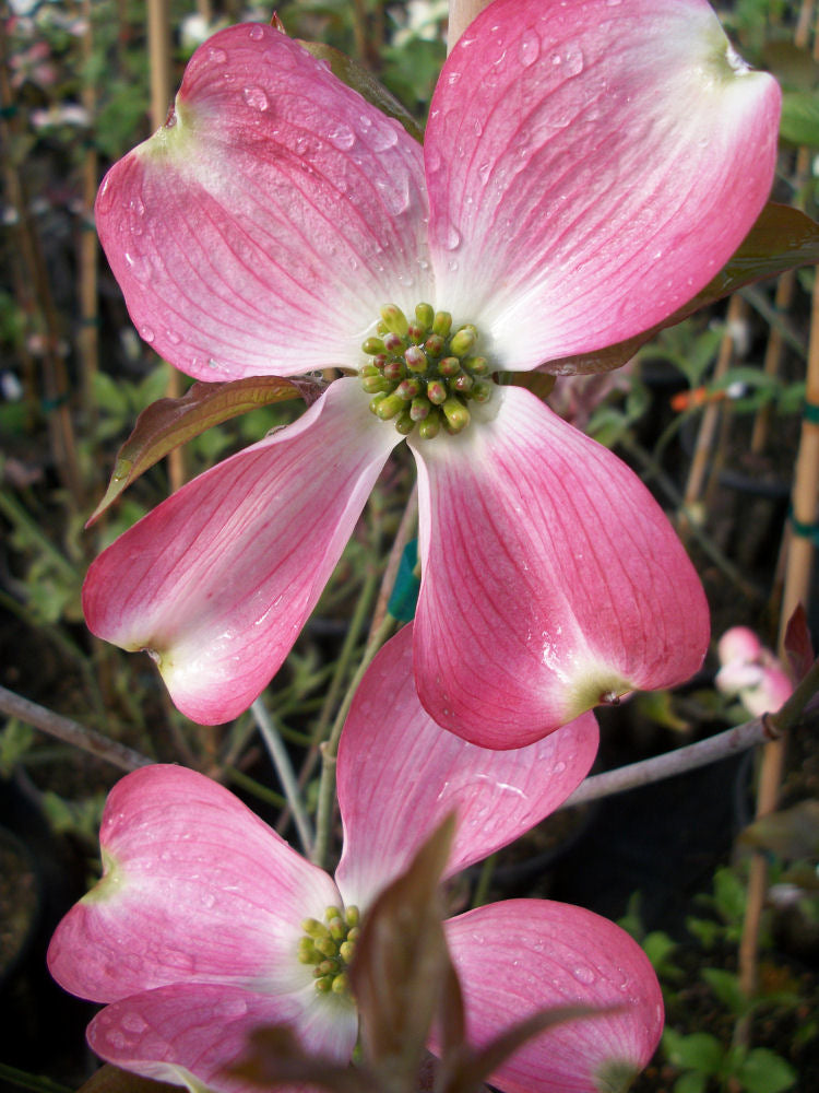 Cherokee Brave Flowering Dogwood (Cornus florida 'Comco No.1') - 2 gallon 3' TREE