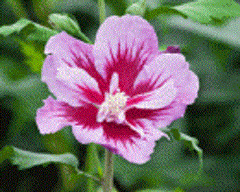 Purple Pillar® Rose of Sharon (Hibiscus syriacus 'Purple Pillar') - 1 gallon