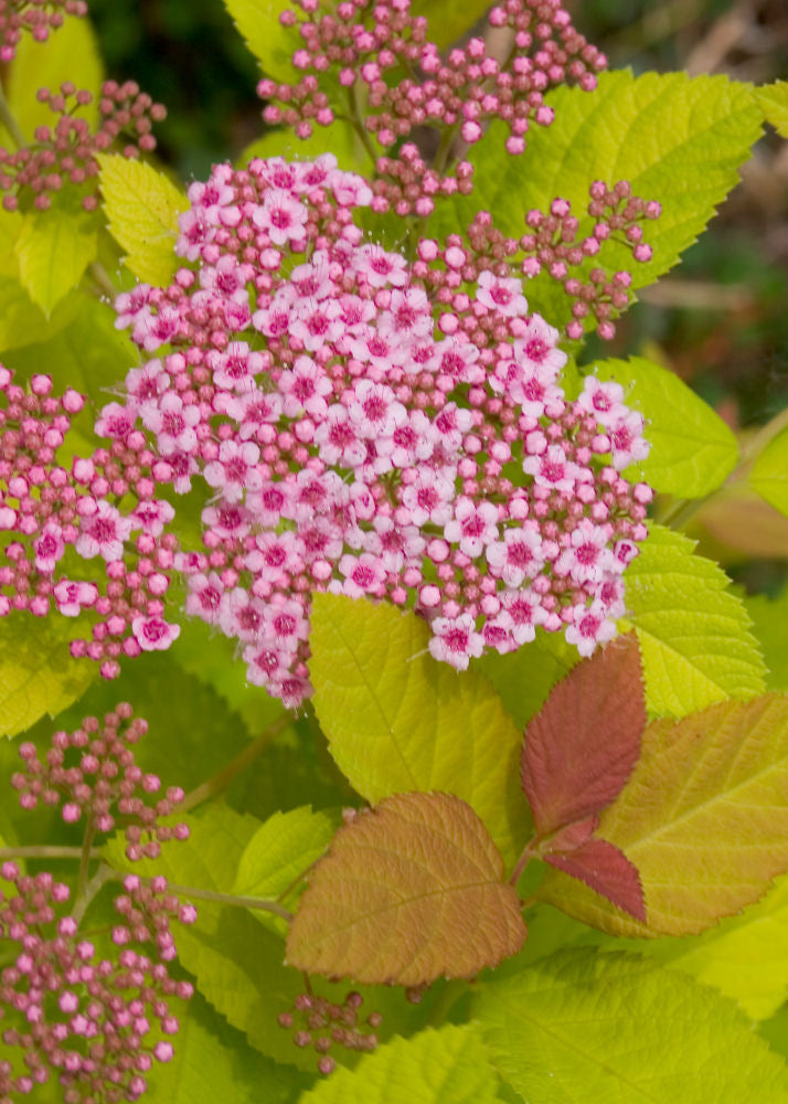 Double Play Big Bang® Spirea (Spiraea japonica 'Tracy') - 3 gallon 15"