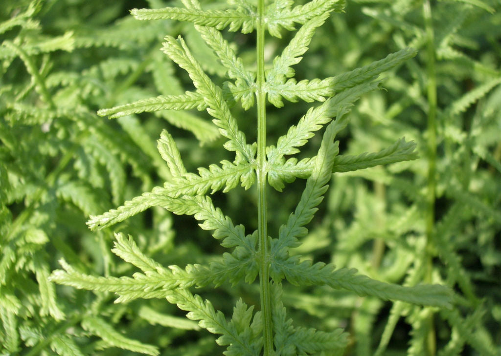 Lady Fern Dre's Dagger (Athyrium filix-femina 'Dre's Dagger') - 1 gallon