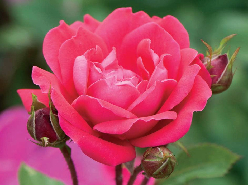 Double Red Knock Out® Rose (Rosa x Double Red Knock Out®) - QT
