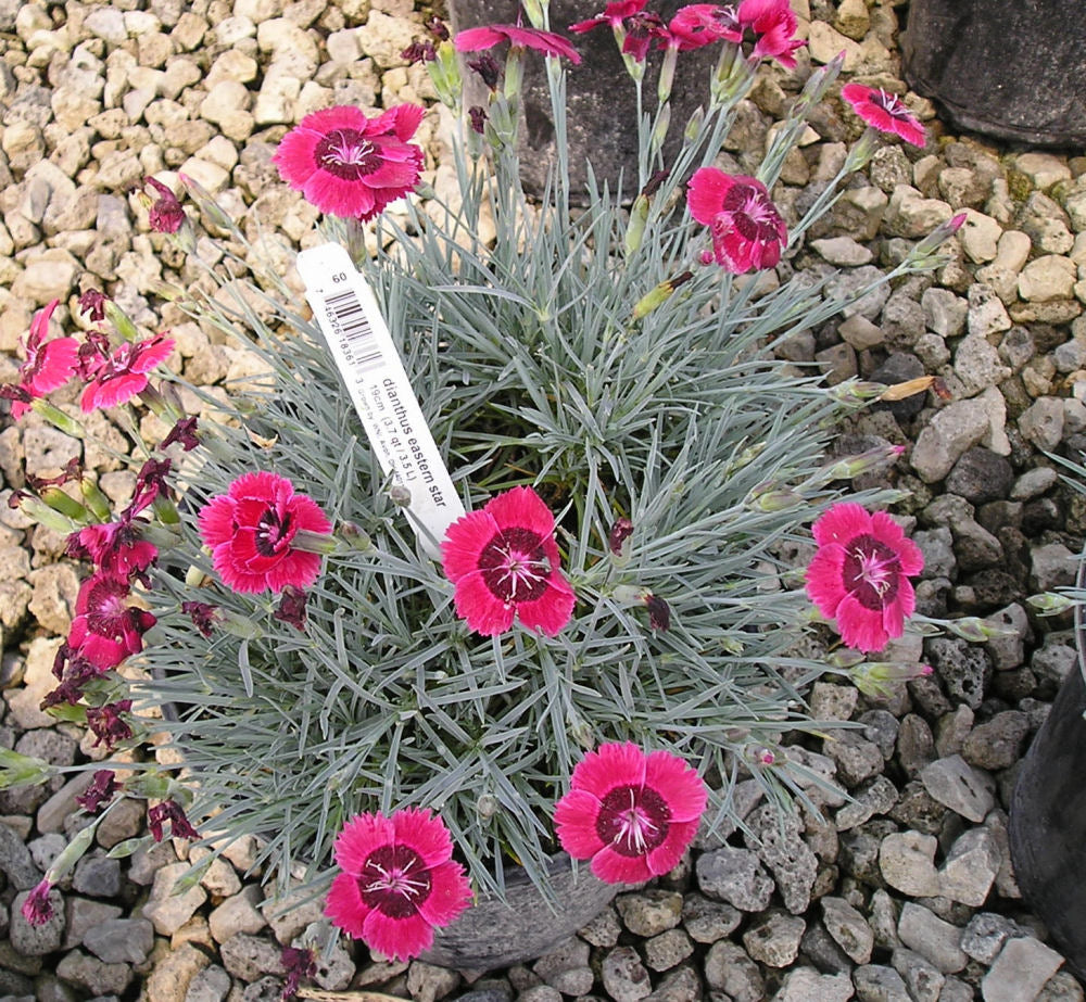 Eastern Star™ Pinks (Dianthus x 'Eastern Star') - 1 gallon