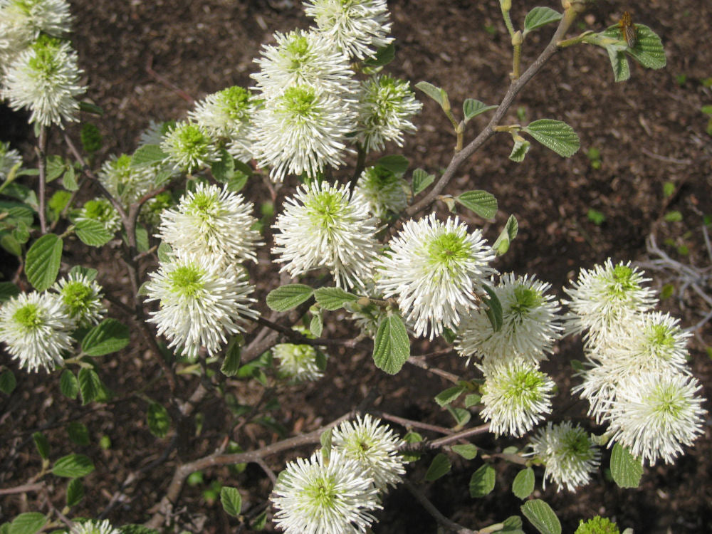 Dwarf Fothergilla (Fothergilla gardenii) - 2 gallon