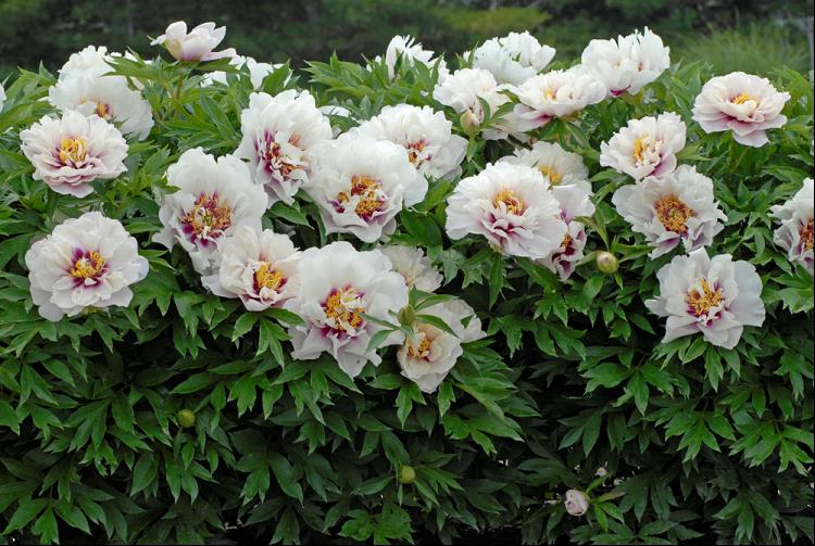 Cora Louise Itoh Peony (Paeonia x 'Cora Louise') - 2 gallon