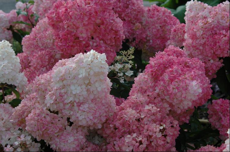 Vanilla Strawberry™ Hydrangea (Hydrangea paniculata 'Renhy') - 3 gallon 12" HEAD