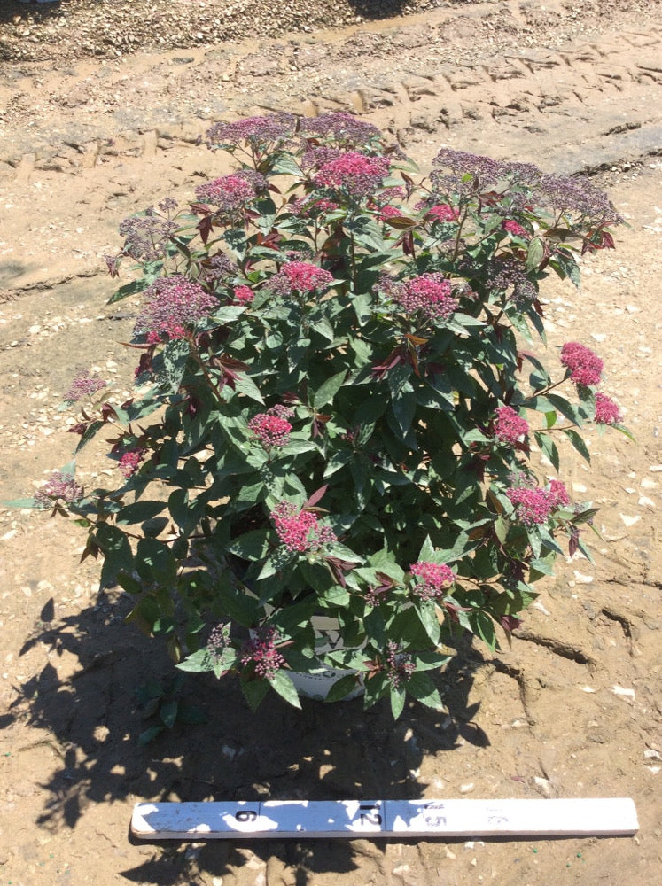 Double Play® Red Spirea (Spiraea JAP 'Dbl Play Red') - 1 gallon