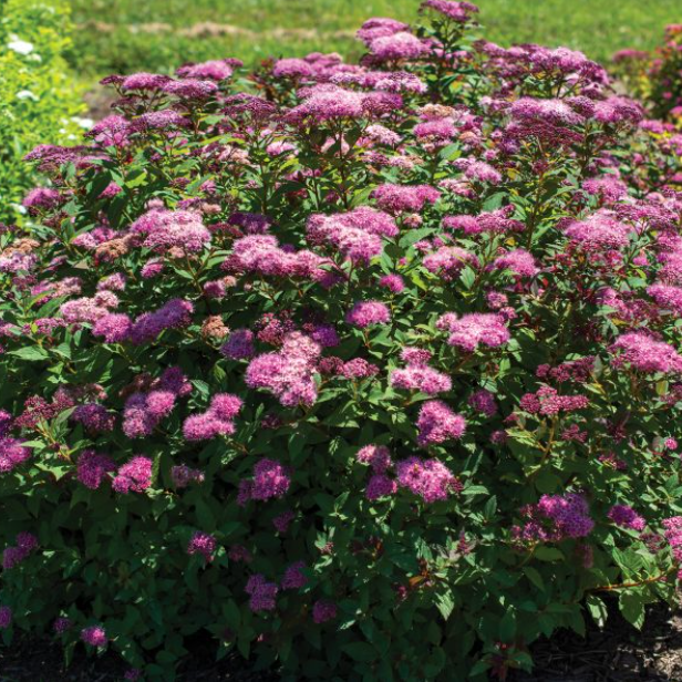 Empire® Ice Dragon™ Spiraea (Spiraea empire 'Ice Dragon') - 1 gallon