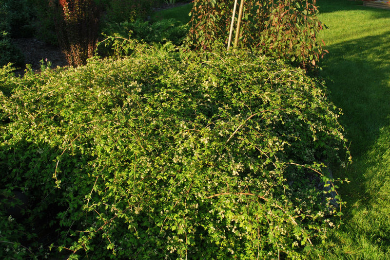 Crispa Cutleaf Stephanandra (Stephanandra incisa 'Crispa') - 2 gallon 12"