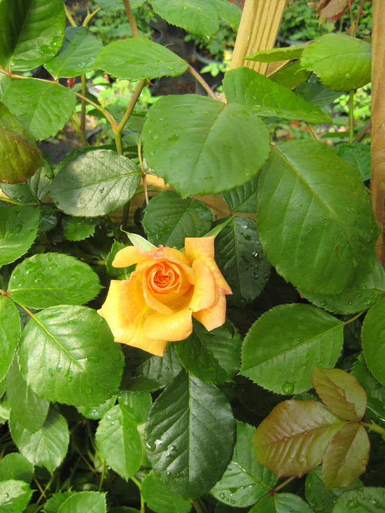 Garden Sun Climbing Rose (Rosa CL 'Garden Sun') - 2 gallon