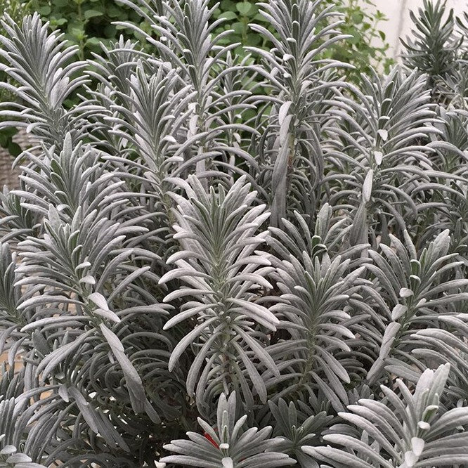 Sensational!® Lavender (Lavandula x i. 'Sensational') - half gallon