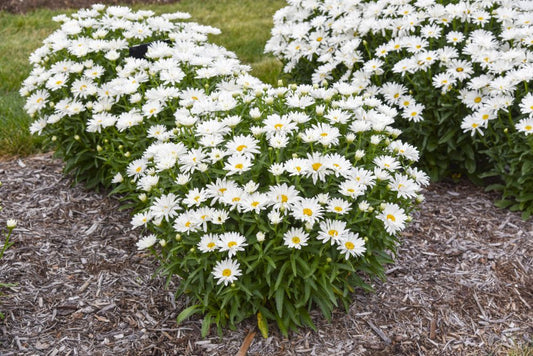 Dream Big Shasta Daisy (Leucanthemum x 'S Dream Big') - 1 gallon