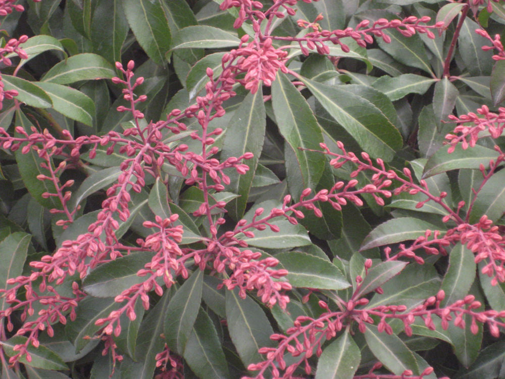 Dorothy Wycoff Andromeda (Pieris japonica 'Dorothy Wycoff') - 1 gallon