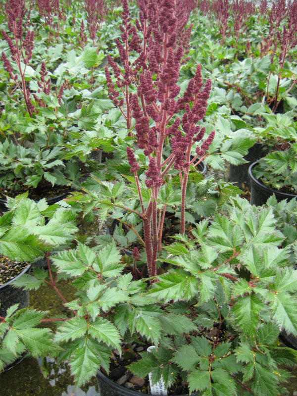 Vision In Red Astilbe (Astilbe chinensis 'Visions in Red') - QT