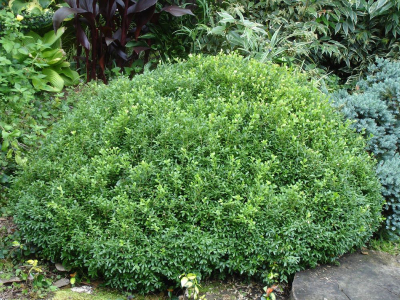 NewGen Liberty Bell™ Boxwood (Buxus newgen 'Liberty Belle') - 3 gallon 12"
