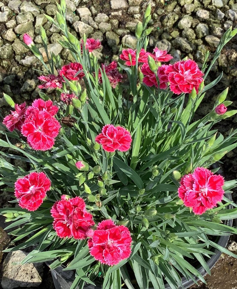 Dianthus Magenta Bicolor Pinks (Dianthus delilah 'Magenta Bicolor') - 1 gallon
