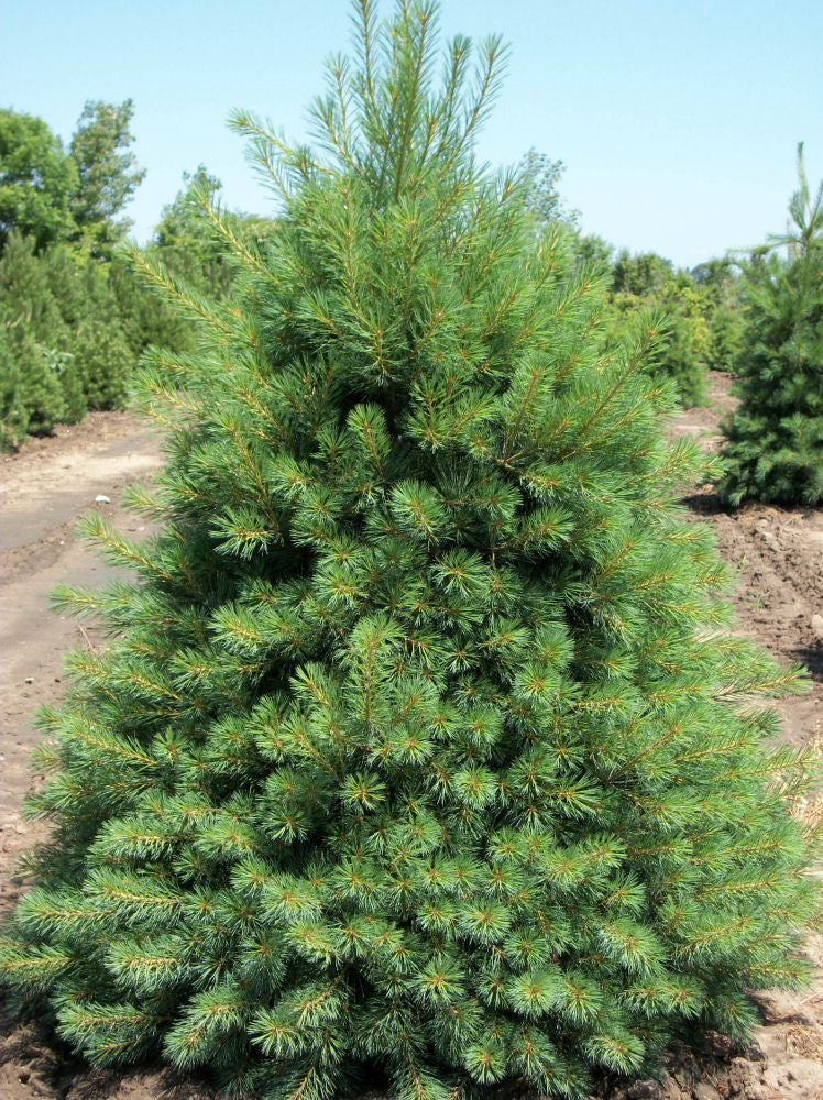 Eastern White Pine (Pinus strobus) - 6" ECO POT