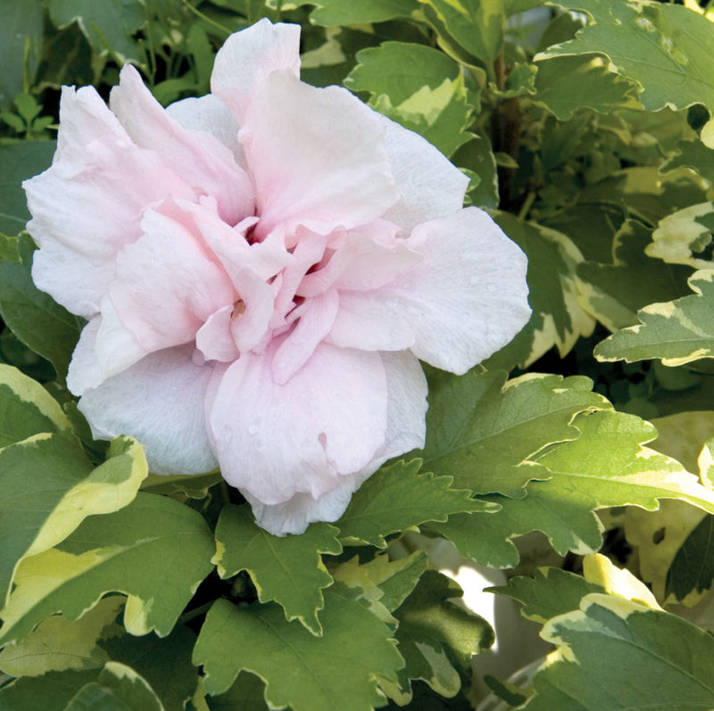 Sugar Tip® Rose of Sharon (Hibiscus syriacus 'America Irene Scott') - QT
