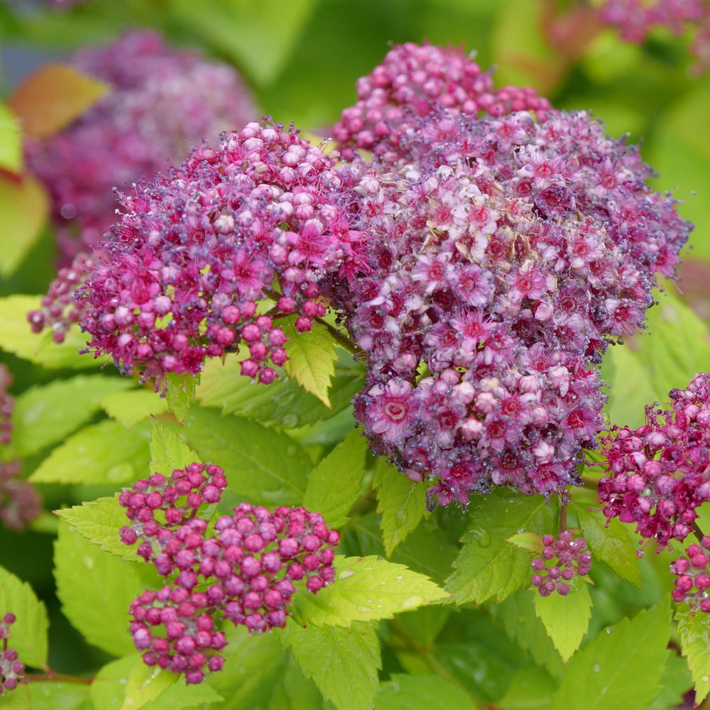 Double Play Dolly® Spirea (Spiraea JAP 'Dbl Play Dolly') - QT