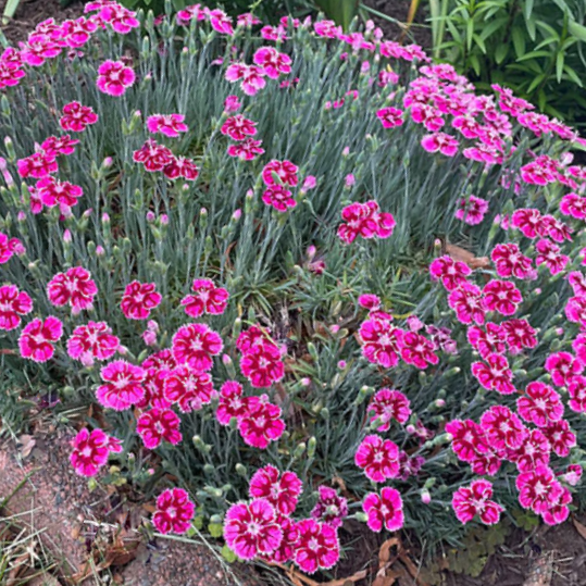 Dianthus Pinks (Dianthus 'Everbloom Plum Glory') - 1 gallon
