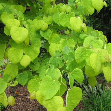 Hearts of Gold Redbud (Cercis canadensis 'Hearts of Gold') - 3 gallon TREE