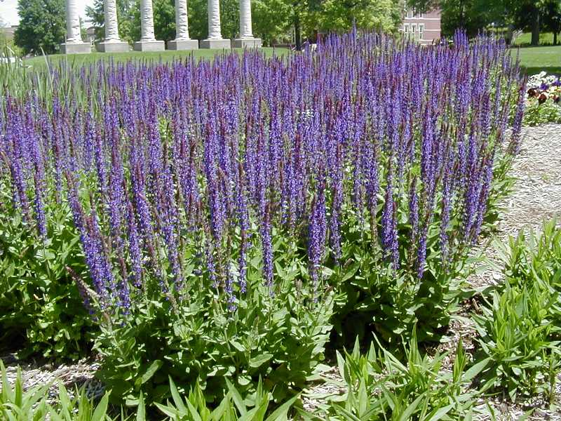 East Friesland Meadow Sage (Salvia nemorosa 'East Friesland') - QT