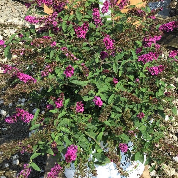 Lo & Behold Ruby Chip® Butterfly Bush (Buddleia 'Lo-Behold Ruby Chip') - QT