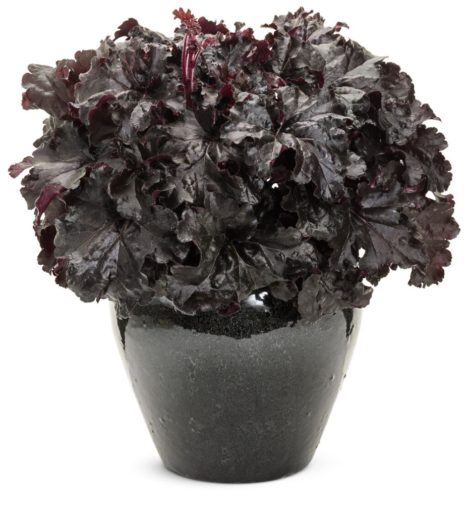 Dressed Up® 'Evening Gown' Coral Bells  (Heuchera 'Hybrid Evening Gown') - 1 gallon