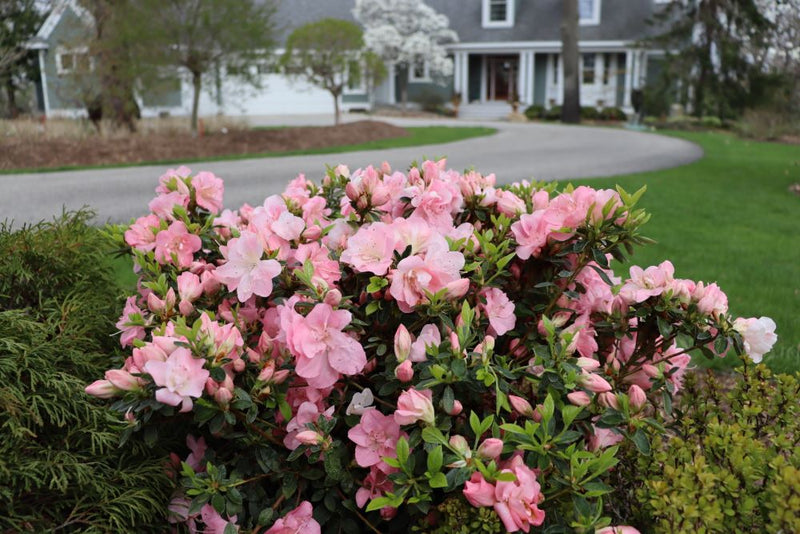 Perfecto Mundo Pink Carpet® Azalea (Rhododendron x 'Pink Carpet’ (NCRX11)) - QT