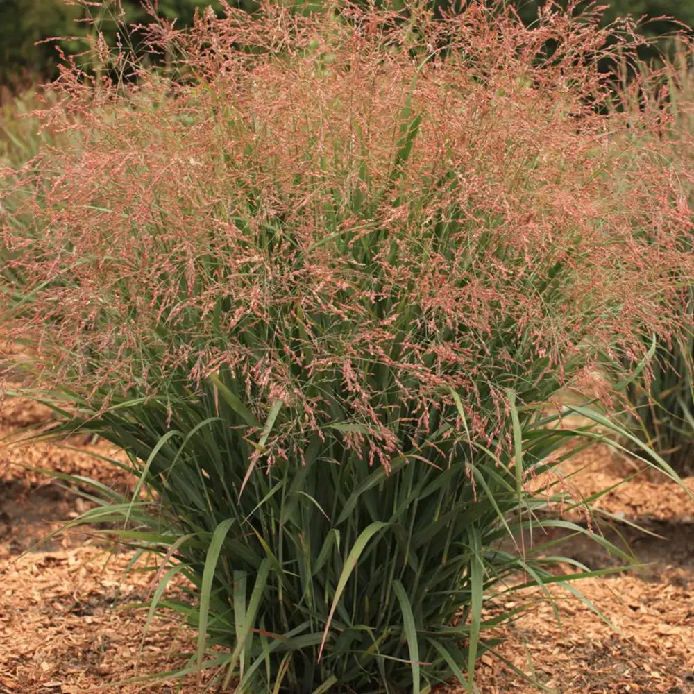 Dream Catcher® Smoky Rose® Switchgrass (Panicum virgatum ‘Dream Catcher Smoky Rose’) - QT