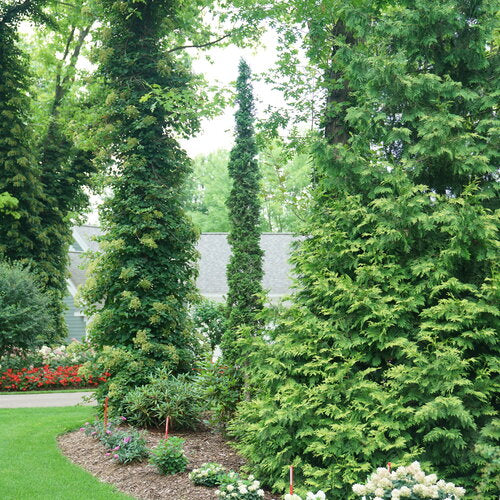 Sting® Arborvitae (Thuja occidentalis 'Sting') - QT
