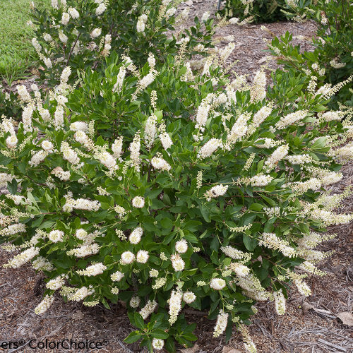 Vanilla Spice® Summersweet (Clethra vanilla 'Spice') - QT