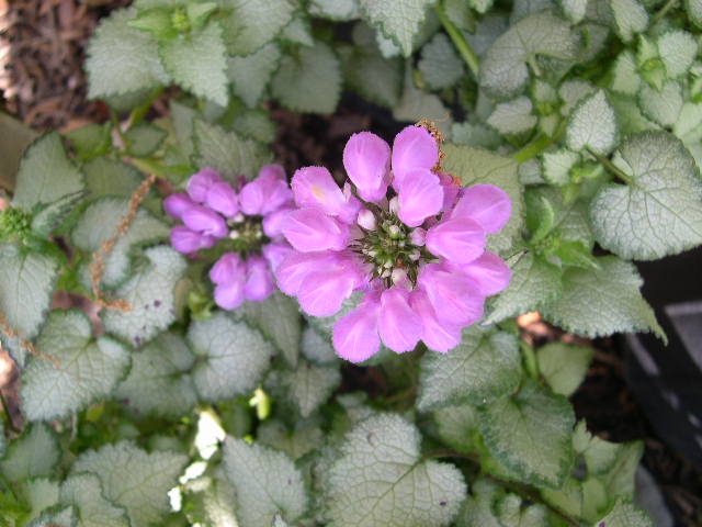 Purple Dragon Spotted Deadnettle (Lamium M 'Purple Dragon') - QT