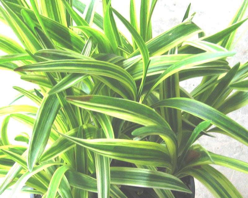 Silvery Sunproof Lily Turf (Liriope muscari 'Silvery Sunproof') - QT