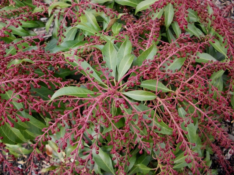 Katsura Japanese Andromeda (Pieris japonica 'Katsura') - 1 gallon