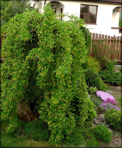 Weeping Siberian Peashrub (Caragana arborescens 'Pendula') - 3 gallon 12" HEAD