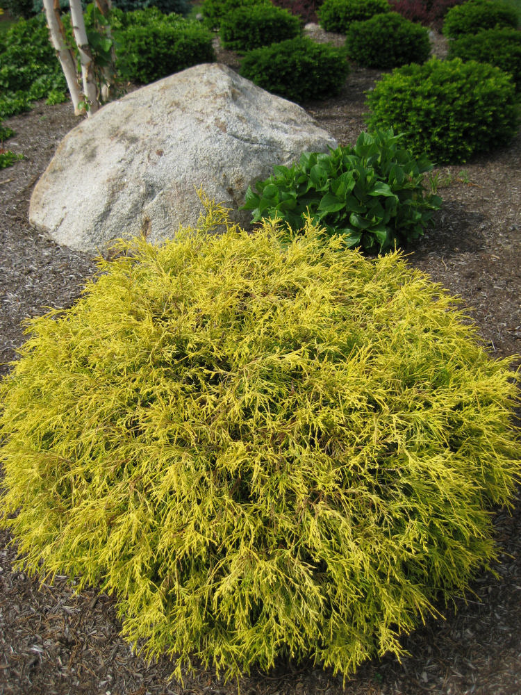 Gold Mop Cypress (Chamaecyparis pisifera 'Mops') - 1 gallon 8"